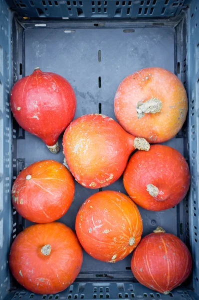A crate of Squashes — Stock Photo, Image