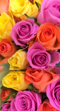 renkli gül arka plan 