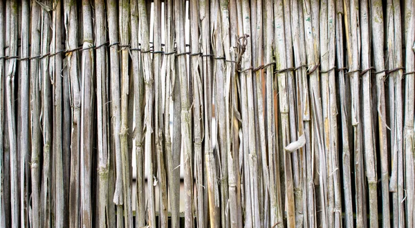 Een Reed-achtergrond — Stockfoto