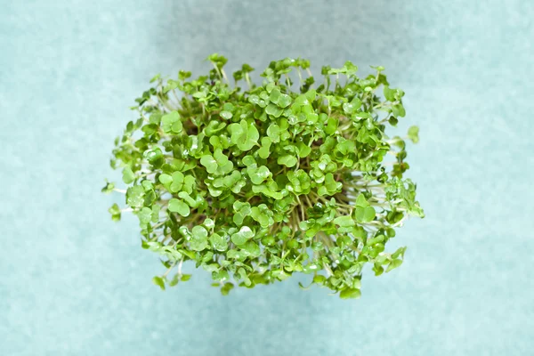 Watercress — Stock Photo, Image