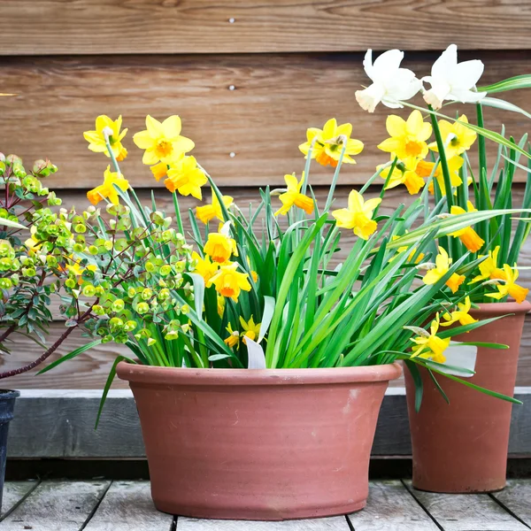 Narcisos —  Fotos de Stock