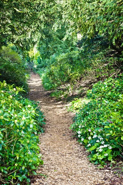 Caminho da floresta — Fotografia de Stock