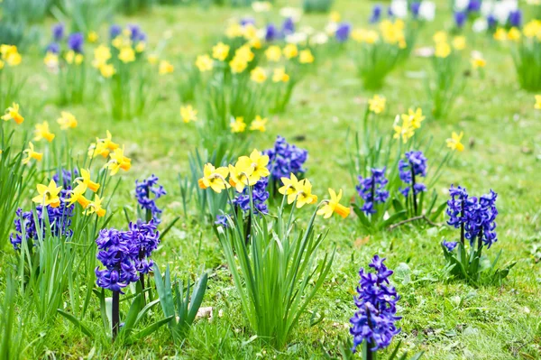 Fiori primaverili — Foto Stock