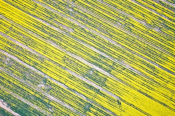 Campo de colza — Fotografia de Stock