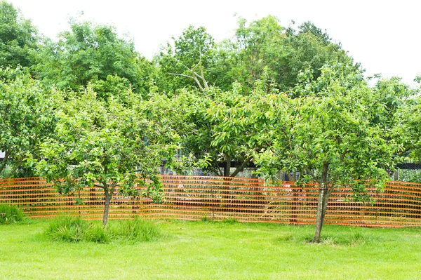 Ovocné stromy — Stock fotografie