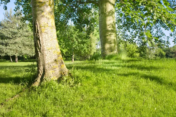 Skogsmark — Stockfoto