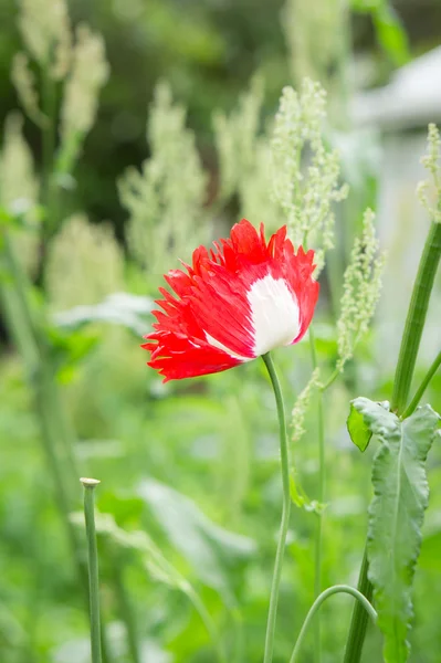 Papaver — Stockfoto