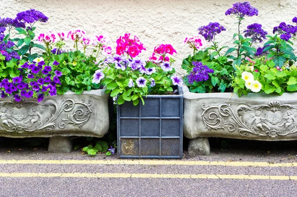 Gartenpflanzen — Stockfoto