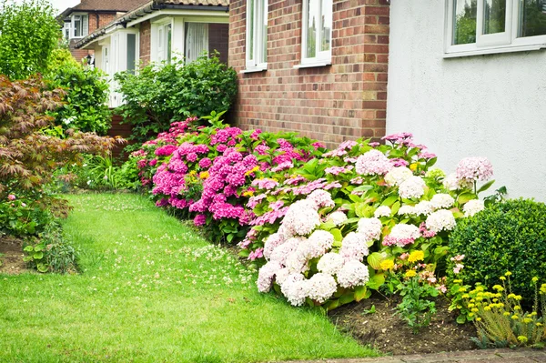 Hydrangeas — Stock Photo, Image