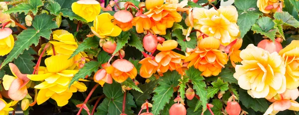 Flores coloridas — Fotografia de Stock