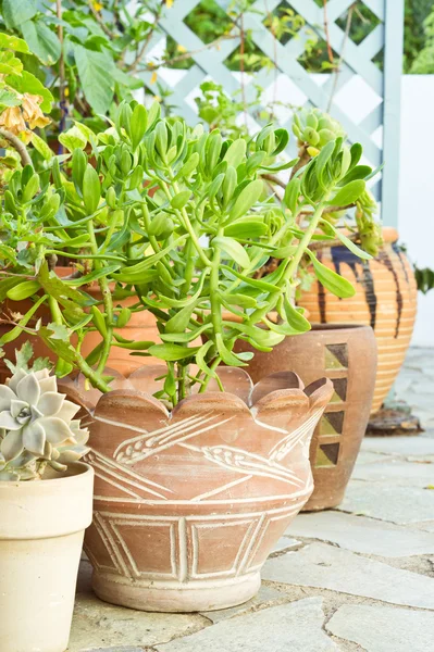 Plants — Stock Photo, Image