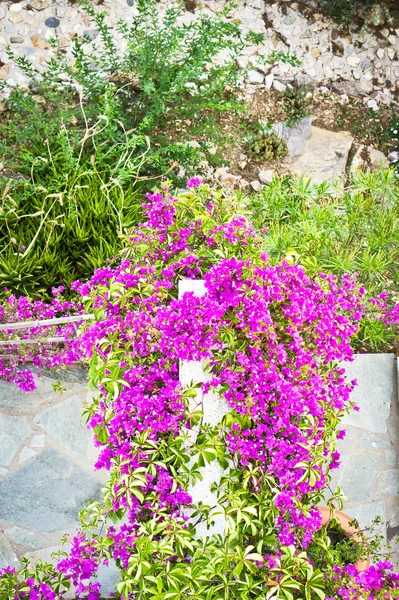 Bougainvillea — Stockfoto