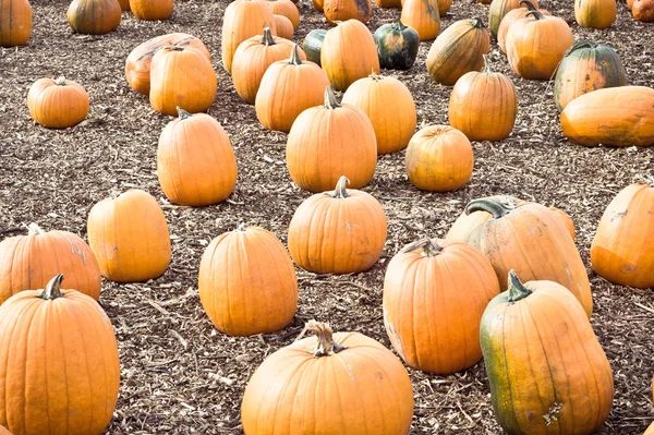 Pumpkins — Stock Photo, Image