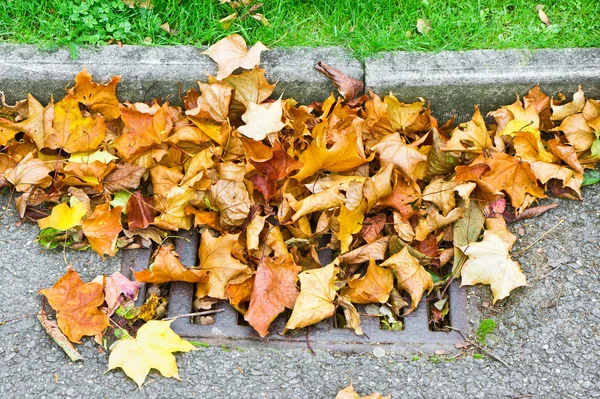 Hojas de otoño —  Fotos de Stock