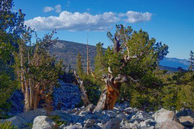 Büyük Havzada Bristlecone Çamları Nevada 'da Ulusal Park _ 6872