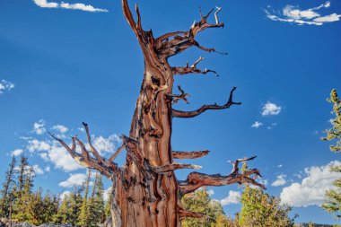 Büyük Havza 'daki Bristlecone Çamları Nevada' daki Ulusal Park _ 6881