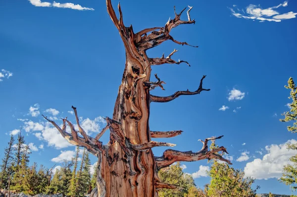 Bristlecone Pines in Great Basin National Park in Nevada_6881