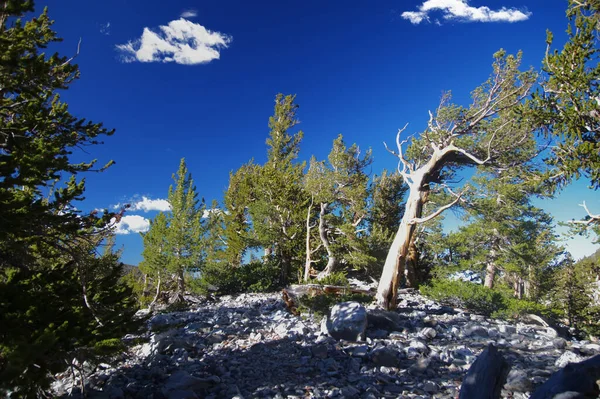 Pins Bristlecone Dans Parc National Grand Bassin Nevada 6891 — Photo