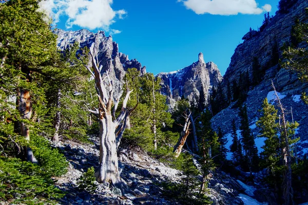 Bristlecone Pines Great Basin National Park Nevada_6884 — Stock Photo, Image