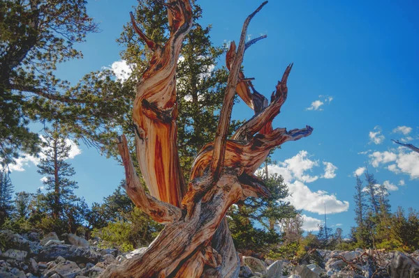 Bristlecone Fenyők Nagy Medencei Nemzeti Parkban Nevada 6880 Jogdíjmentes Stock Fotók