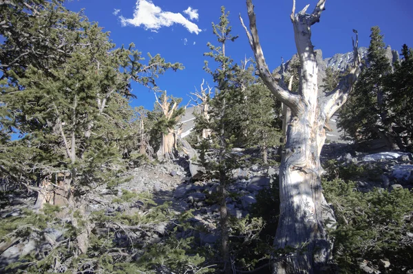 Bristlecone Pines Parque Nacional Great Basin Nevada 6896 Imagen De Stock
