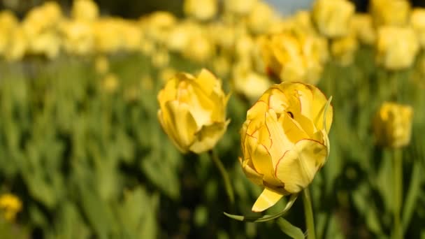Tulipanes amarillos contra el cielo — Vídeos de Stock