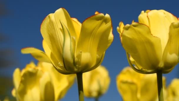 Žluté tulipány proti obloze — Stock video