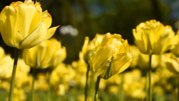 Gelbe Tulpen gegen den Himmel — Stockvideo
