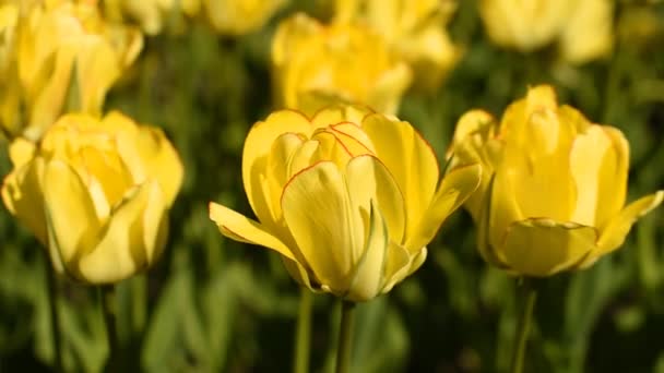 Tulipas amarelas contra o céu — Vídeo de Stock