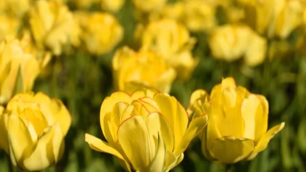 Tulipanes amarillos contra el cielo — Vídeo de stock