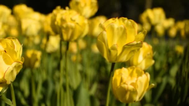 Tulipes jaunes contre le ciel — Video