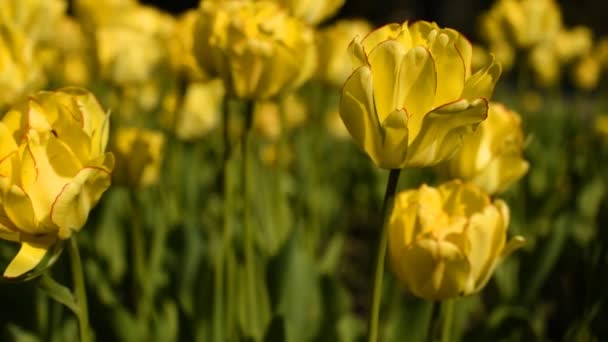 Tulipanes amarillos contra el cielo — Vídeo de stock