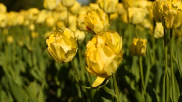 Žluté tulipány proti obloze — Stock video