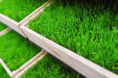 bir ahşap kutu yeşil çim