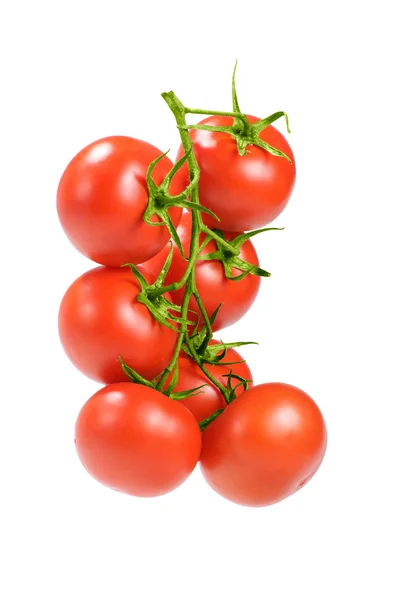 Tomatoes on the vine — Stock Photo, Image