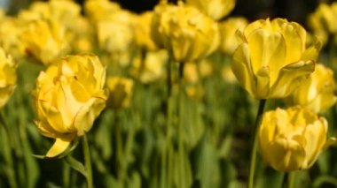 gökyüzü Sarı laleler