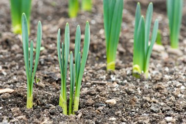 Filiz bahar çiçekleri nergis erken bahar bahçe