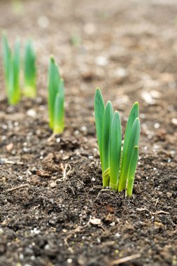 Filiz bahar çiçekleri nergis erken bahar bahçe - dikey yönlendirme