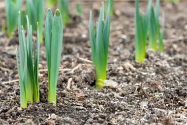 Filiz bahar çiçekleri nergis erken bahar bahçe