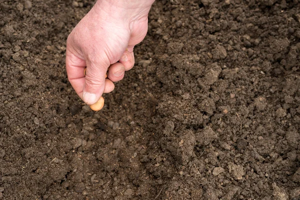 Closeup of a males hand planting broad bean — Stock Photo, Image