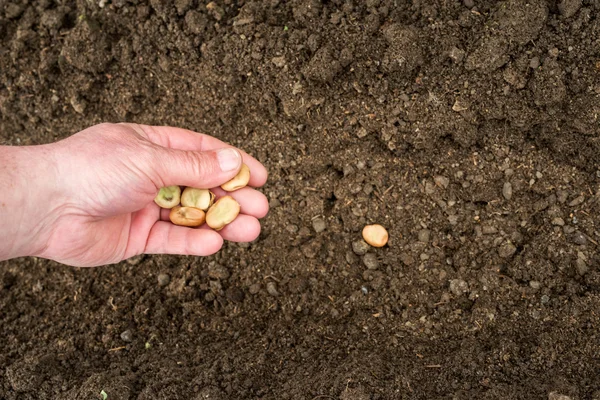 Zbliżenie dłoni mężczyźni sadzenia bób — Zdjęcie stockowe