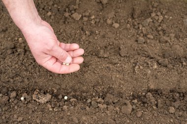 bezelye tohumları dikim