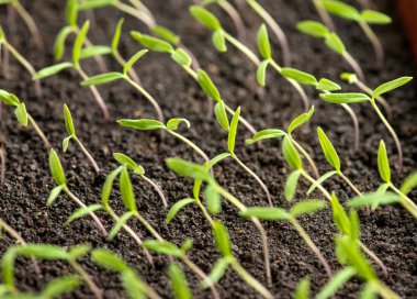 Domates fidesi closeup