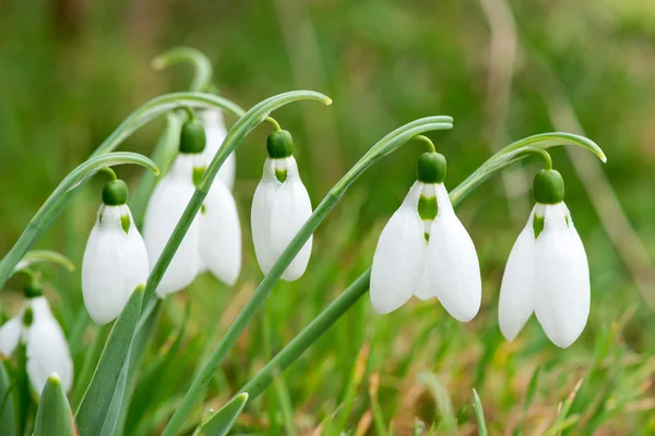 Frühling Schneeglöckchen Blumen blühen in sonnigen Tag — Stockfoto