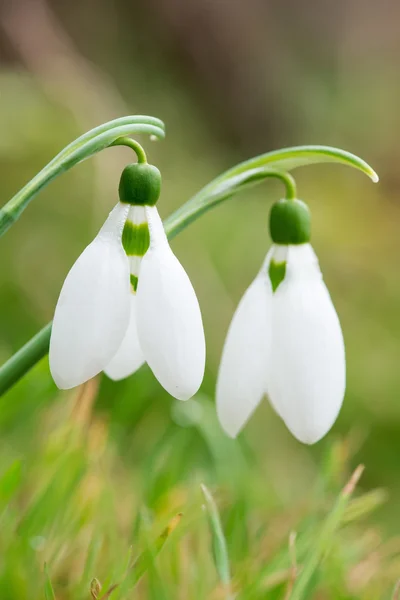 Frühling Schneeglöckchen Blumen blühen an sonnigen Tagen - senkrechte Orientierung — Stockfoto