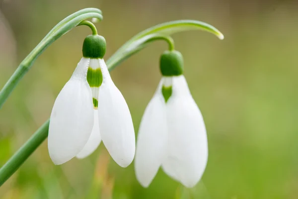 Frühling Schneeglöckchen Blumen blühen in sonnigen Tag — Stockfoto