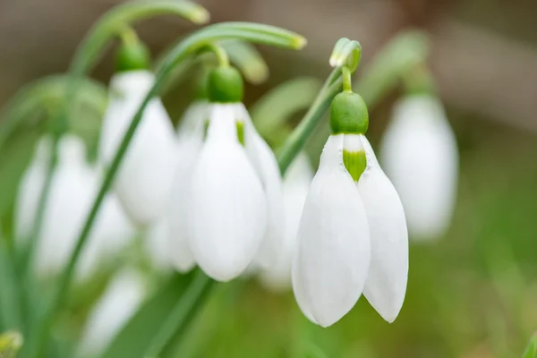 Frühling Schneeglöckchen Blumen blühen in sonnigen Tag — Stockfoto