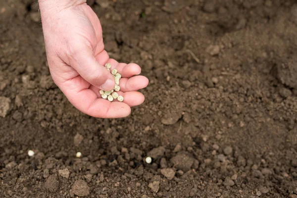 Plantation de graines de pois — Photo