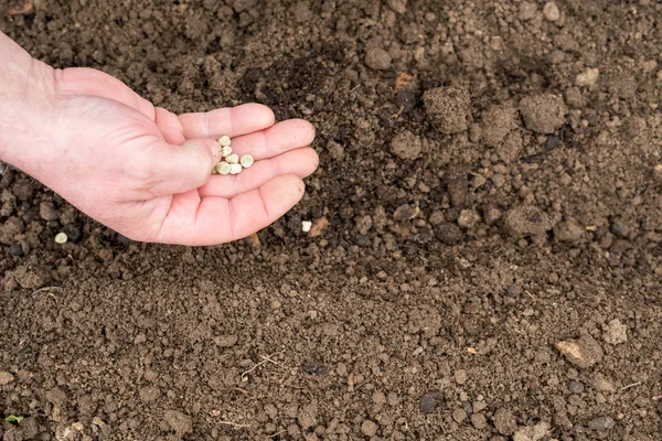 Plantation de graines de pois — Photo