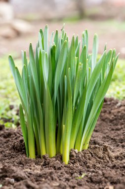 Filiz bahar çiçekleri nergis erken bahar bahçe - dikey yönlendirme